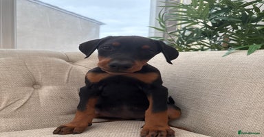 Dobermann dogs - Advert 2
