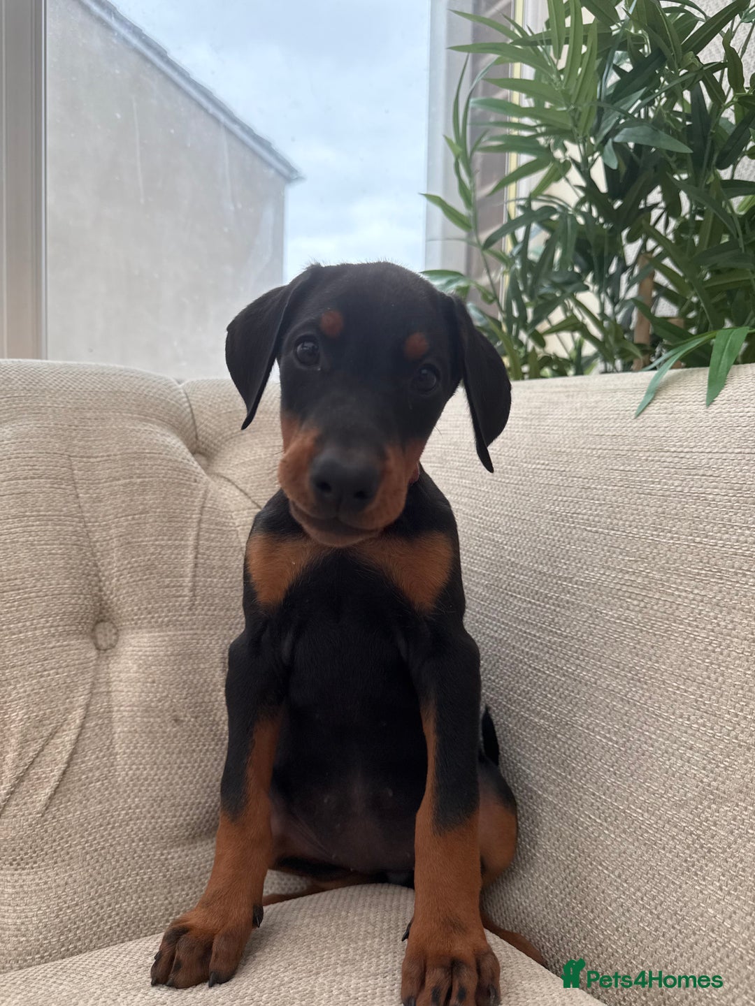 Dobermann dogs for sale: Healthy chunky European Doberman puppies - Image 2
