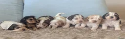 Cockapoo dogs for sale: Stunning Cockapoo Puppies - Advert 11