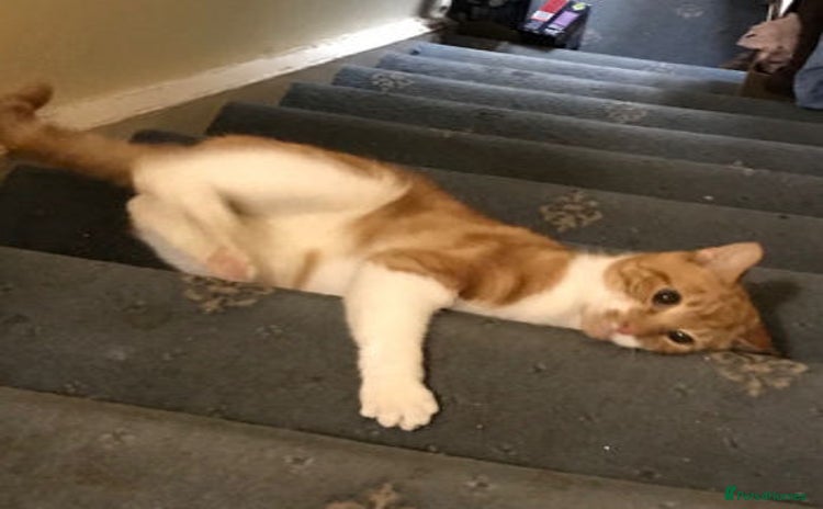 Mixed Breed cats SIMBA - Advert 4