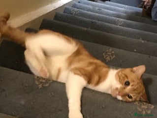 Mixed Breed cats SIMBA - Advert 4