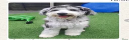 Sheepadoodle dogs for sale: Midi Size Sheepadoodle Medium  - Advert 15