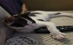 Mixed Breed cats for sale: Stunning maincoon x smudge  - Image 8