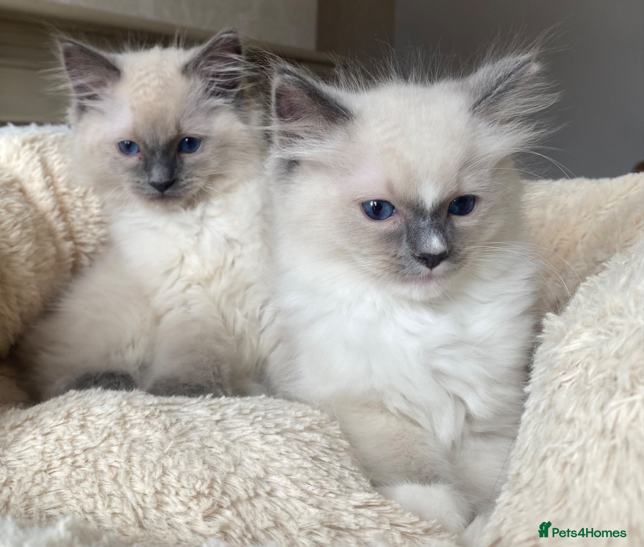 Ragdoll cats Ragdoll Kittens - Advert 1