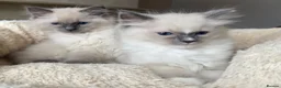 Ragdoll cats for sale: Ragdoll Kittens - Advert 1