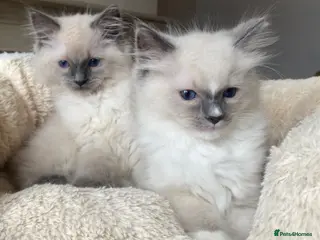 Ragdoll cats Ragdoll Kittens - Advert 1