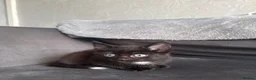 Domestic Shorthair cats for sale: 4 Adorable Domestic Shorthair Kittens - Advert 27