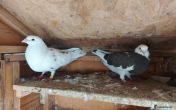 Pigeons birds for sale: Pigeons  - Image 4