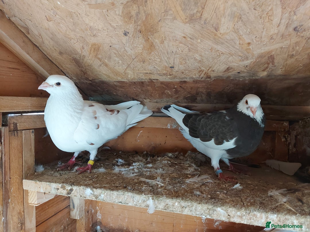 Pigeons birds for sale: Pigeons  - Image 4