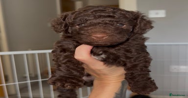 Cockapoo dogs - Advert 9