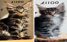 Maine Coon cats for sale: Beautiful pure bread Maine Coon kittens - Image 3