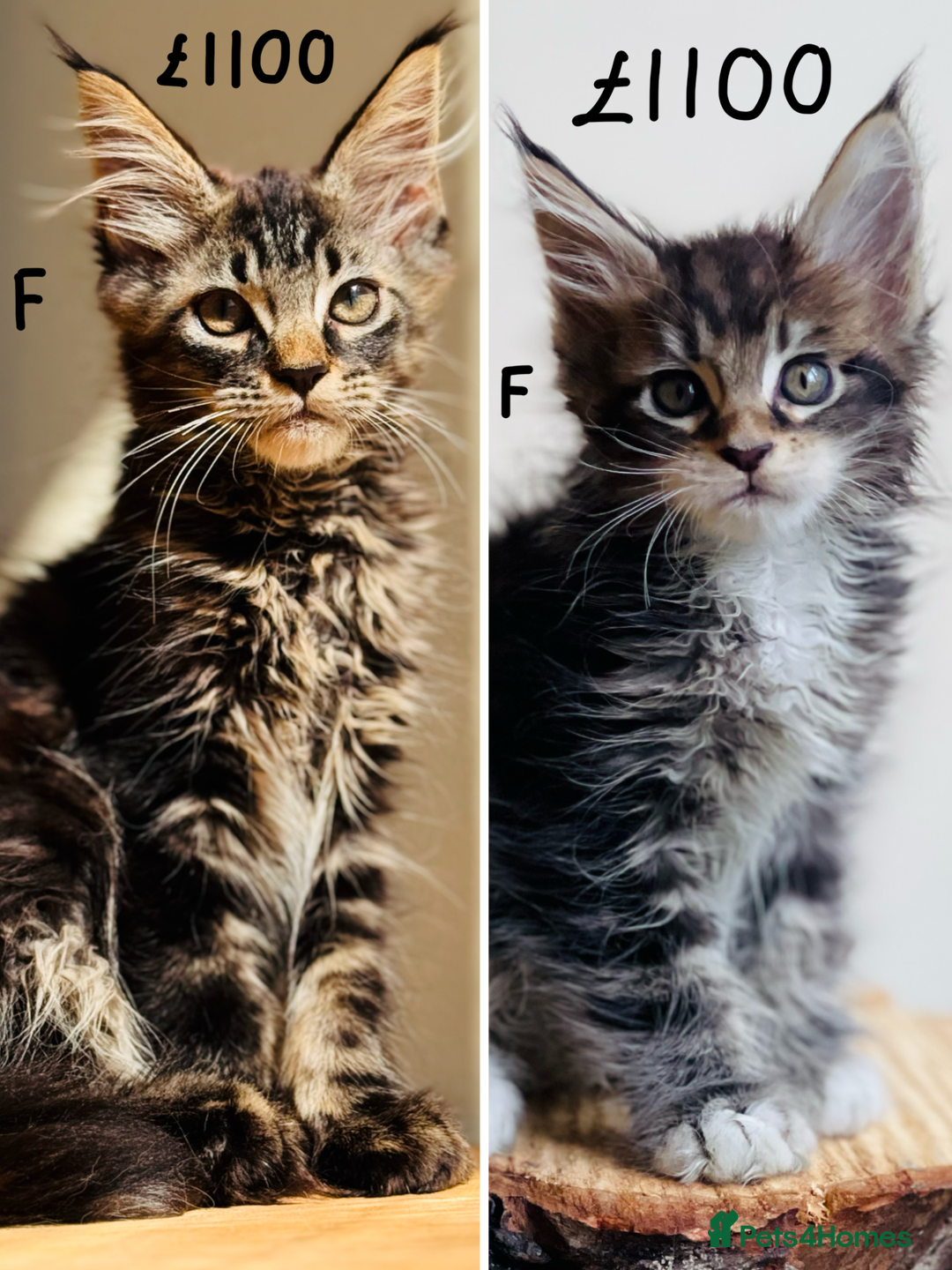 Maine Coon cats for sale: Beautiful pure bread Maine Coon kittens - Image 3