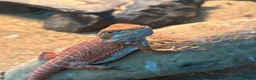 Bearded Dragon reptiles for sale: Baby Red monster bearded dragon  - Advert 4