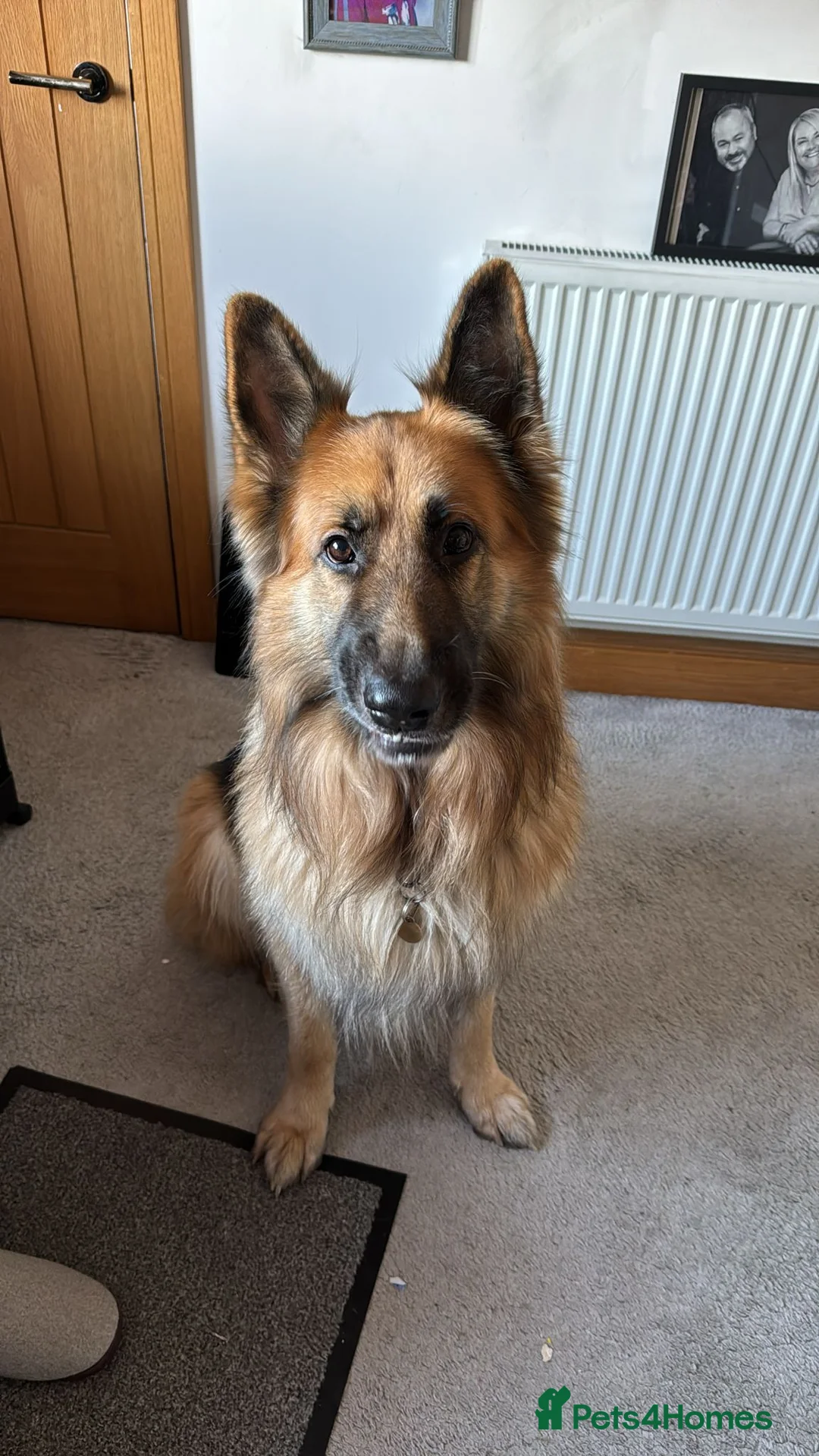 German Shepherd dogs for sale: Beautiful GSD puppies - Advert 1