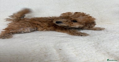Poochon dogs in Lincoln - Advert 13