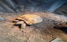 Tortoise reptiles for sale: Horsefield tortoise and set up - Image 4