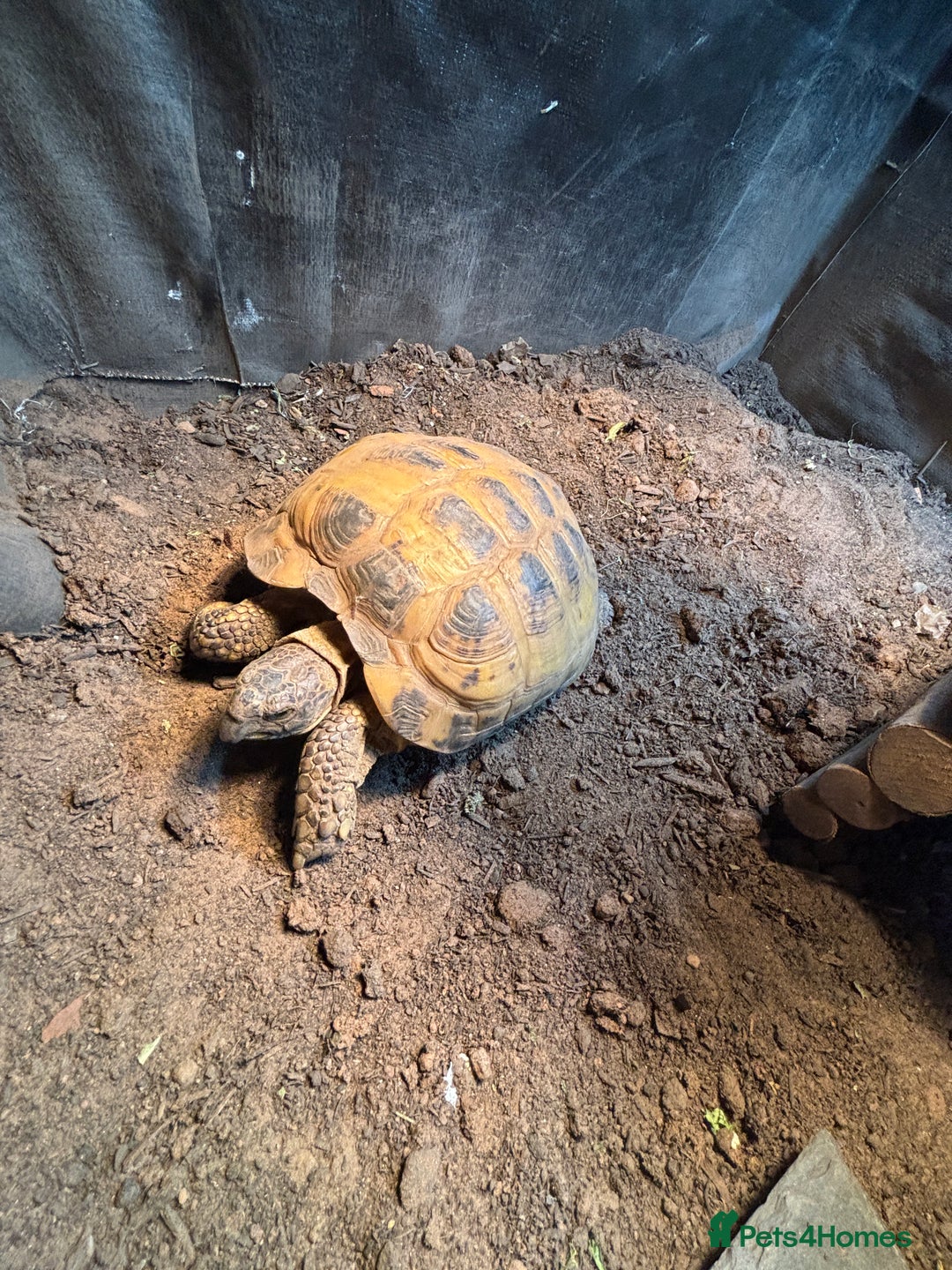 Tortoise reptiles for sale: Horsefield tortoise and set up - Image 4