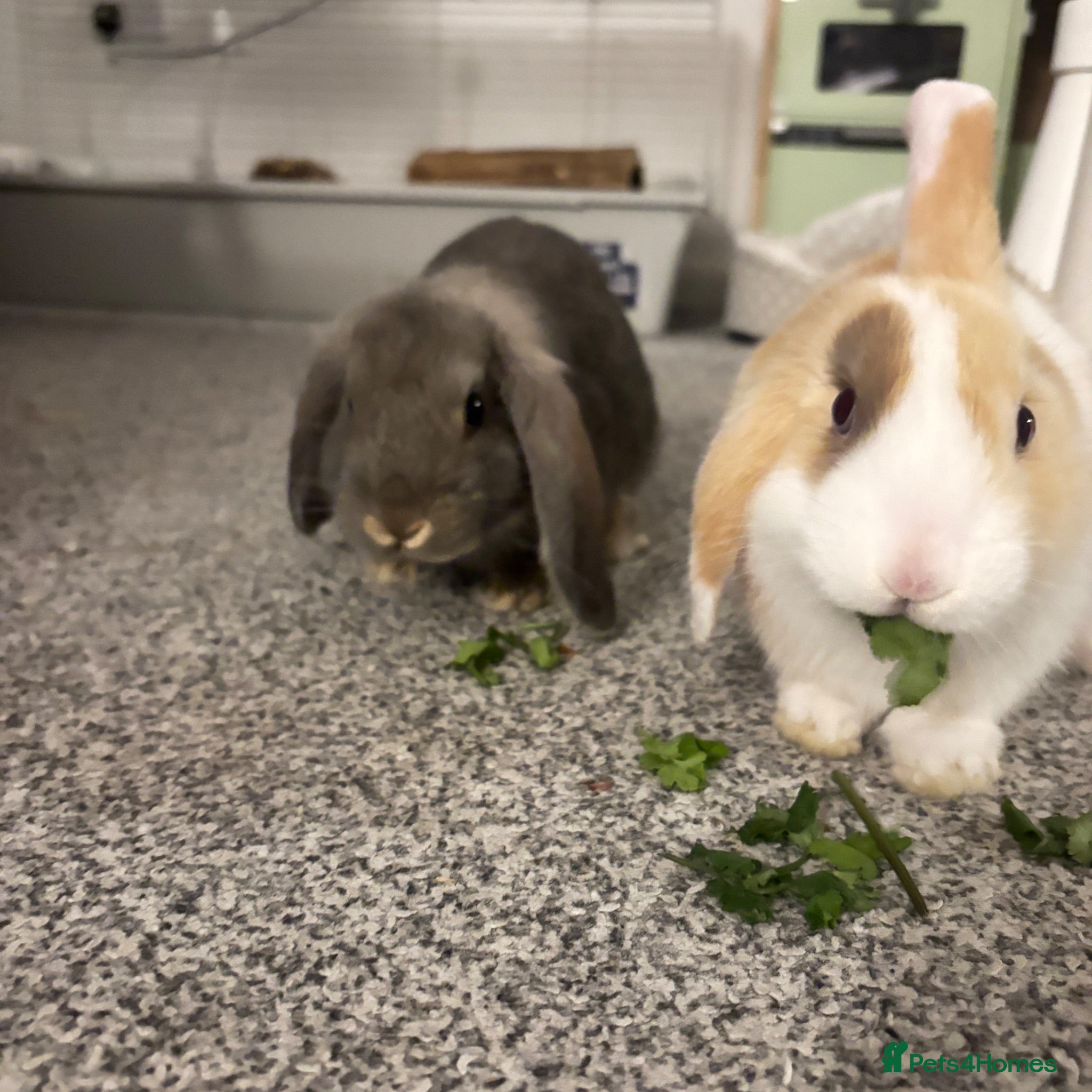 Mixed Breed rabbits beautiful mixed bunnies - Advert 1