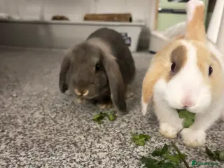 Mixed Breed rabbits beautiful mixed bunnies - Advert 1