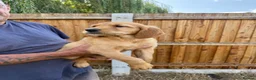 Golden Retriever dogs for sale: Beautiful Red golden retriever puppies - Advert 9