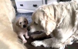 Golden Retriever dogs for sale: Exceptional KC Goldens- MULTI Champions Bloodline - Image 12