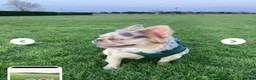 French Bulldog dogs for sale: French bulldog  - Advert 14