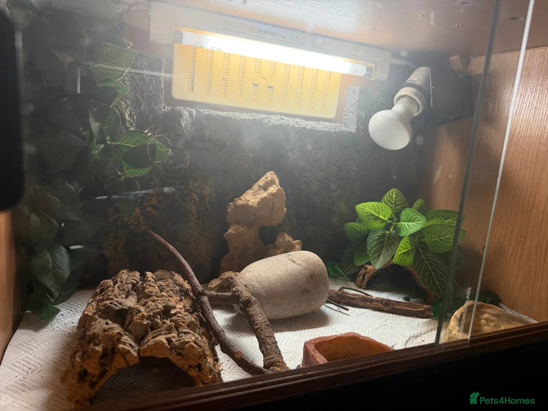 Gecko reptiles for sale: leopard and crested geckos for sale + enclosures  in Ely - Advert 9