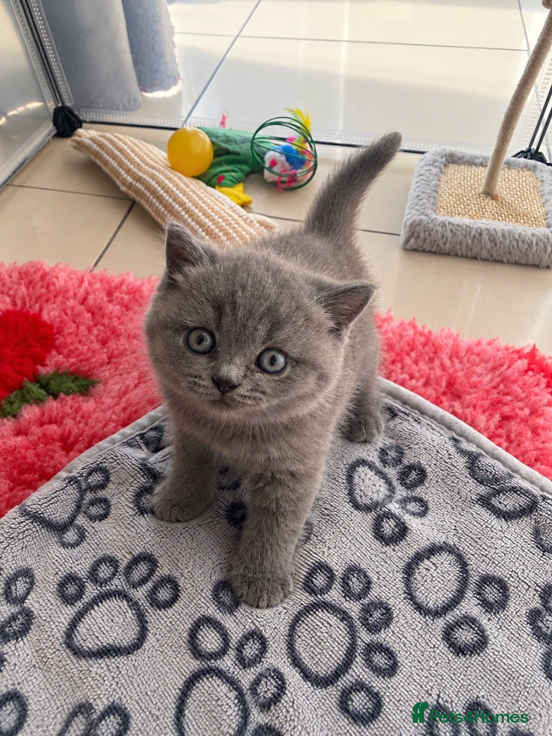 British Shorthair cats British Shorthair Kittens  - Advert 3