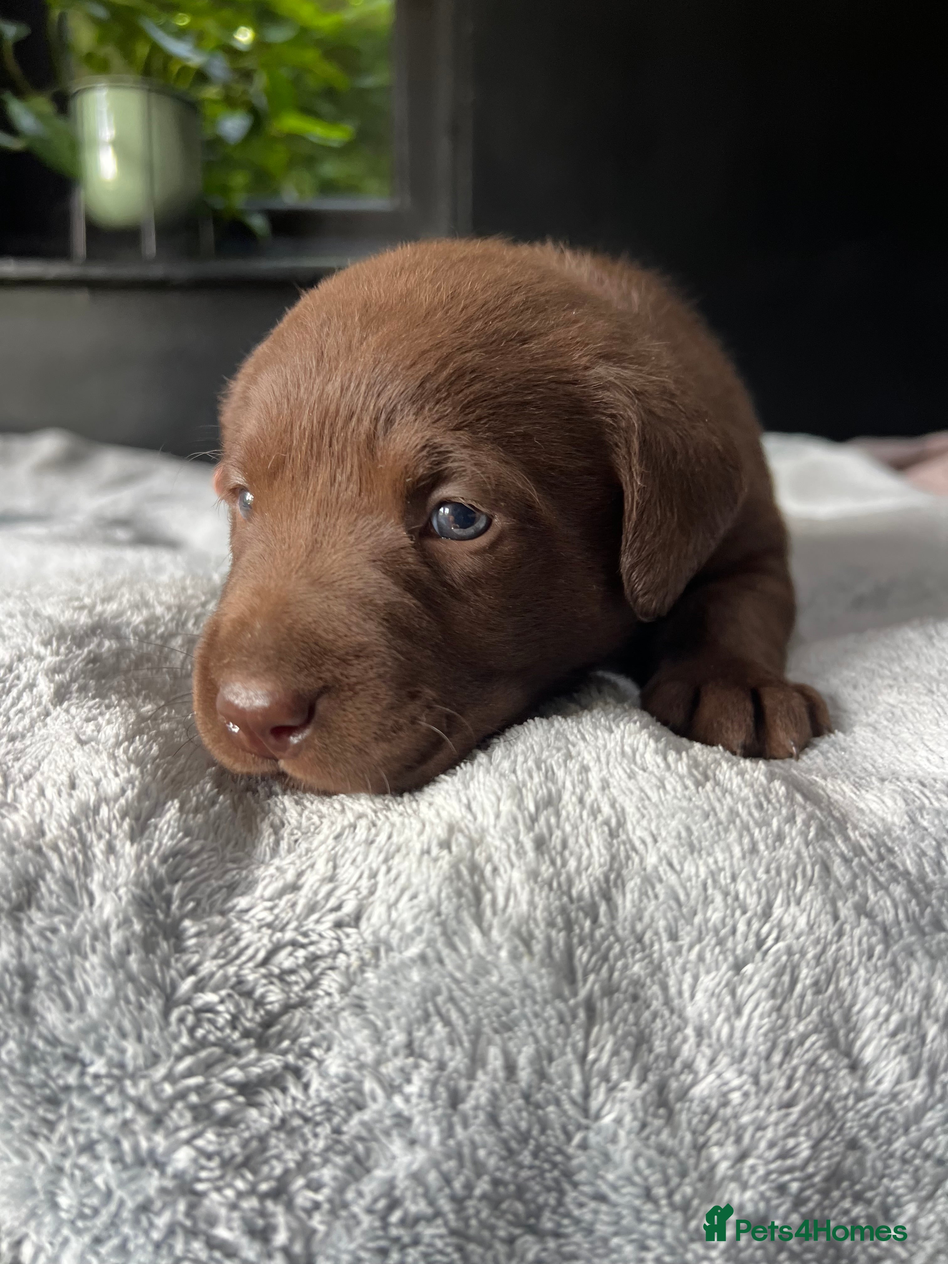 Labrador Retriever dogs Arrived and ready 11 July: Excellent Labradors - Advert 2