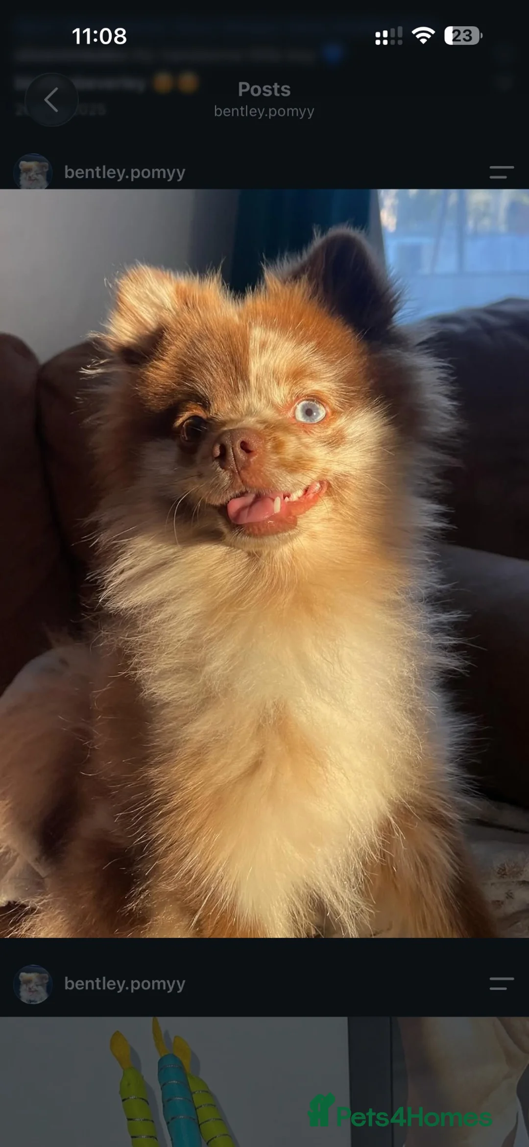 Pomeranian dogs for stud: Rare stunning multi eye tone choc-cream Pomeranian in York - Advert 2