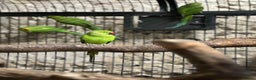 Ringnecks birds for sale: Ringneck parakeets  - Advert 3