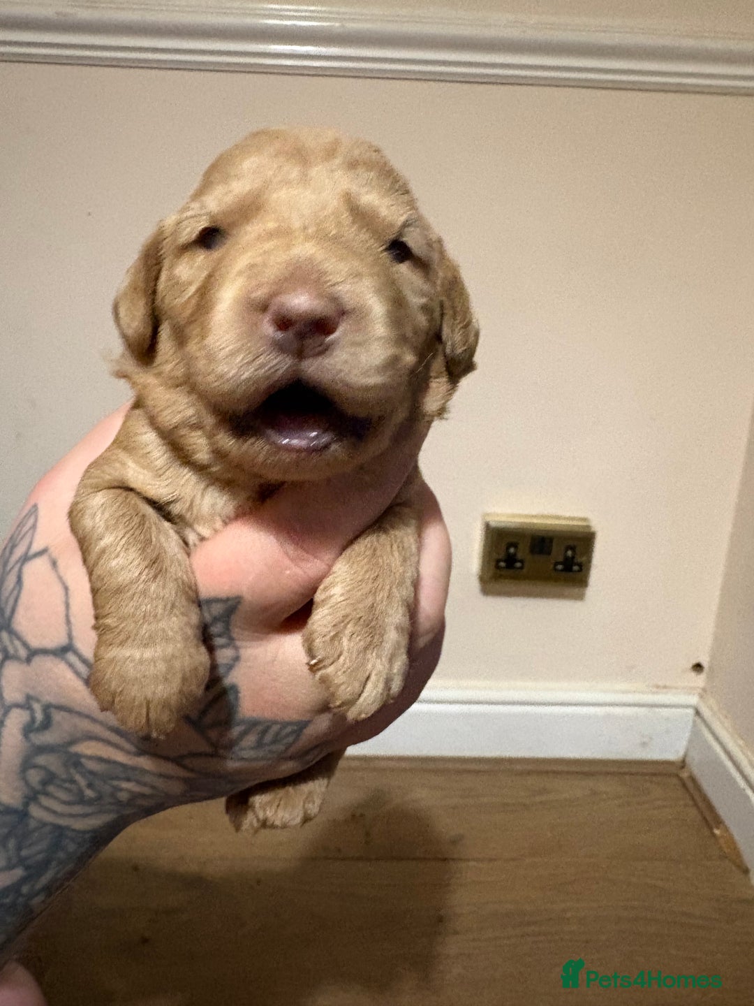 Labradoodle dogs for sale: Beautiful F1 Labradoodles - Advert 8