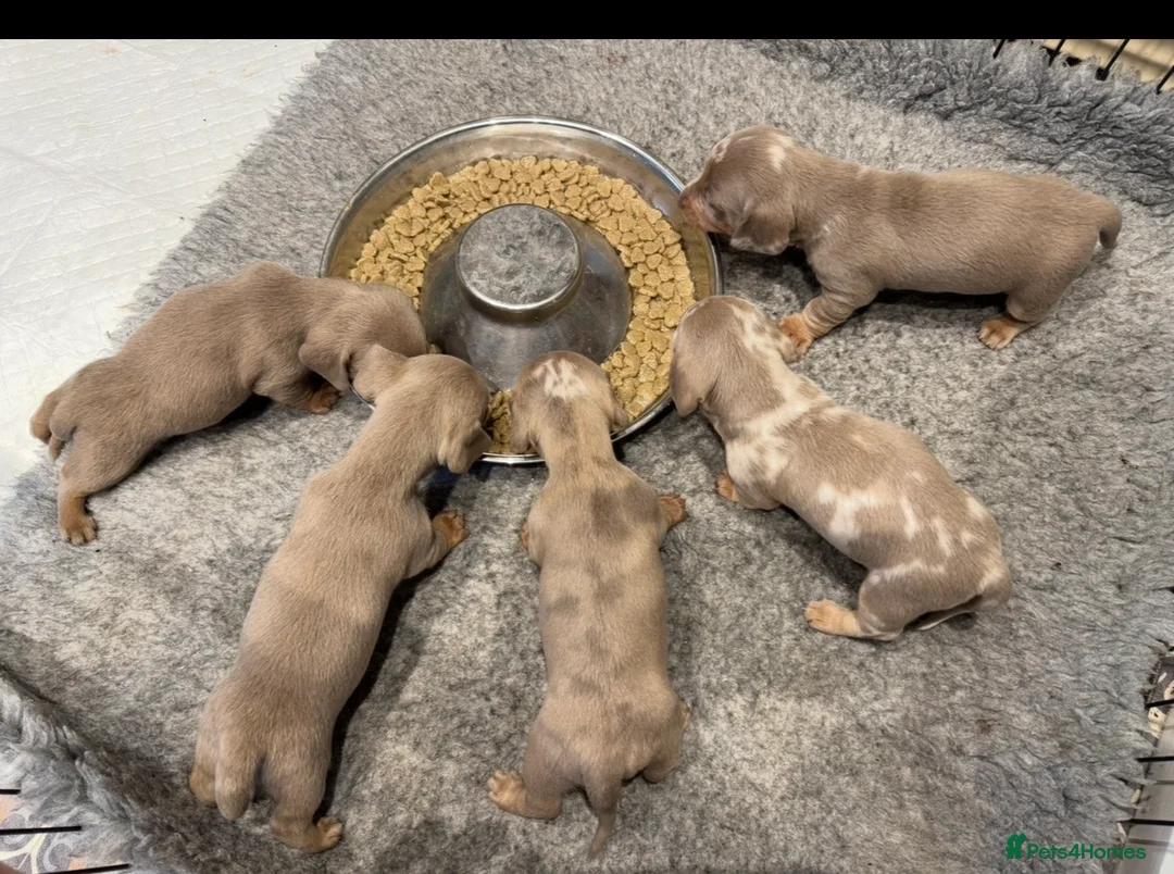 Miniature Dachshund dogs for sale: Pedigree KC registered Minature Dachshund Puppies  in Dorchester - Advert 7