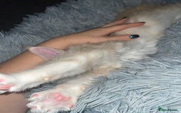 Maine Coon cats for sale: TICA registered Maine coon kittens  - Image 9