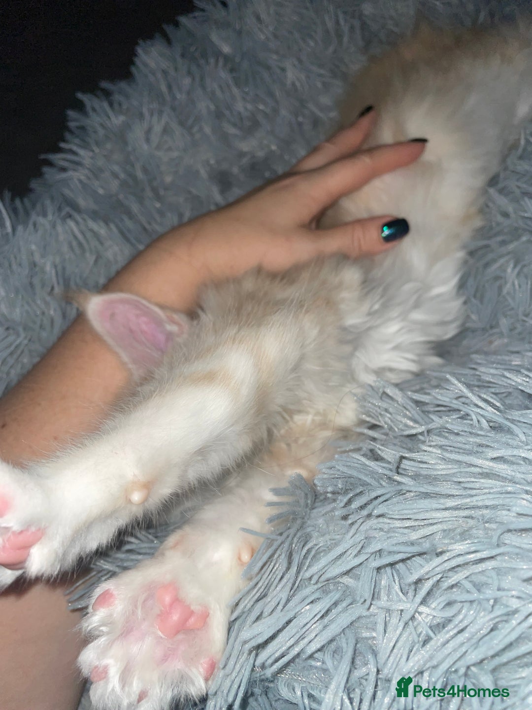 Maine Coon cats for sale: TICA registered Maine coon kittens  - Image 9