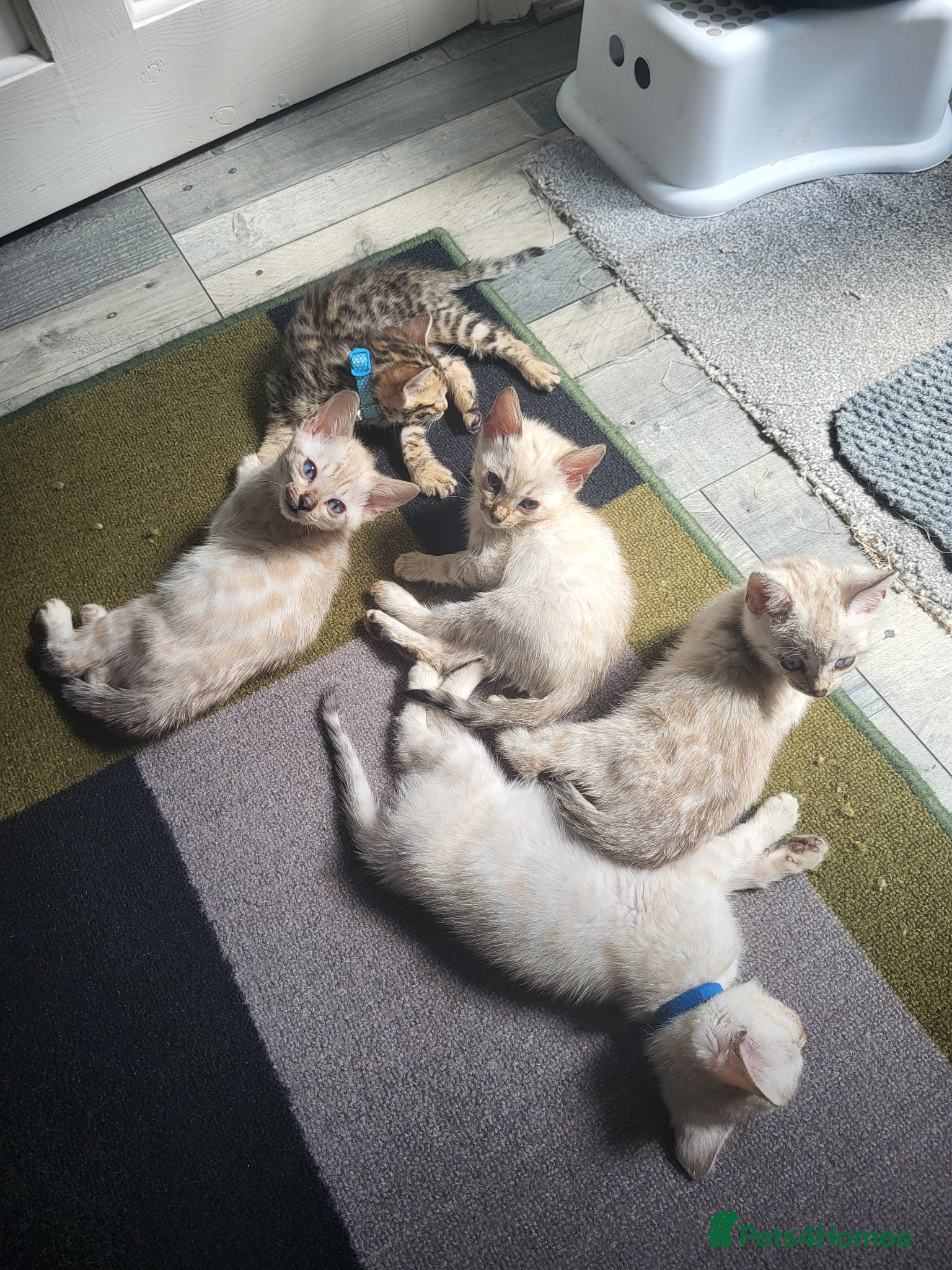 Bengal cats for sale: 6 beautiful blue eyes Bengal kittens - Advert 1