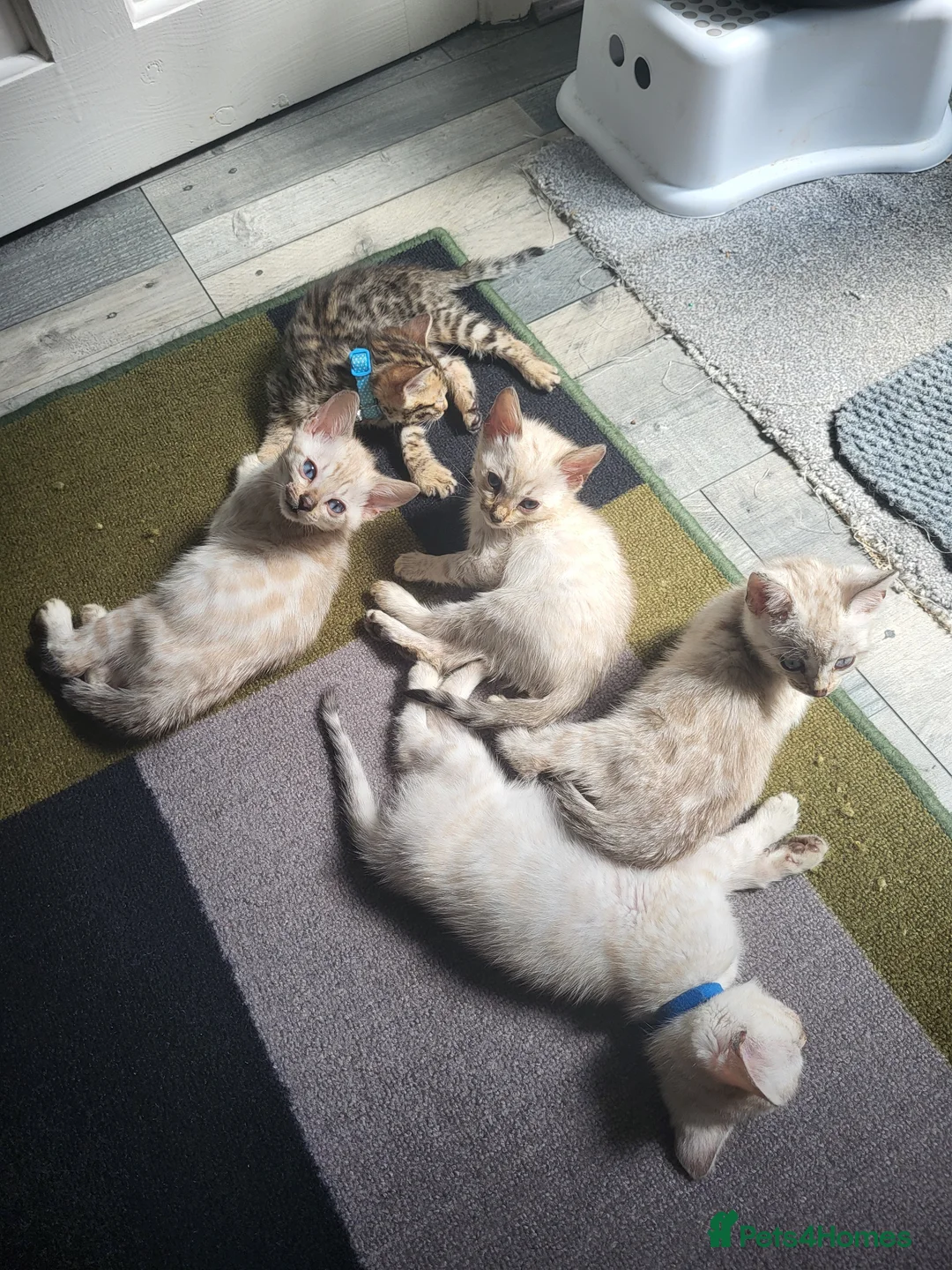Bengal cats for sale: 6 beautiful blue eyes Bengal kittens - Advert 1