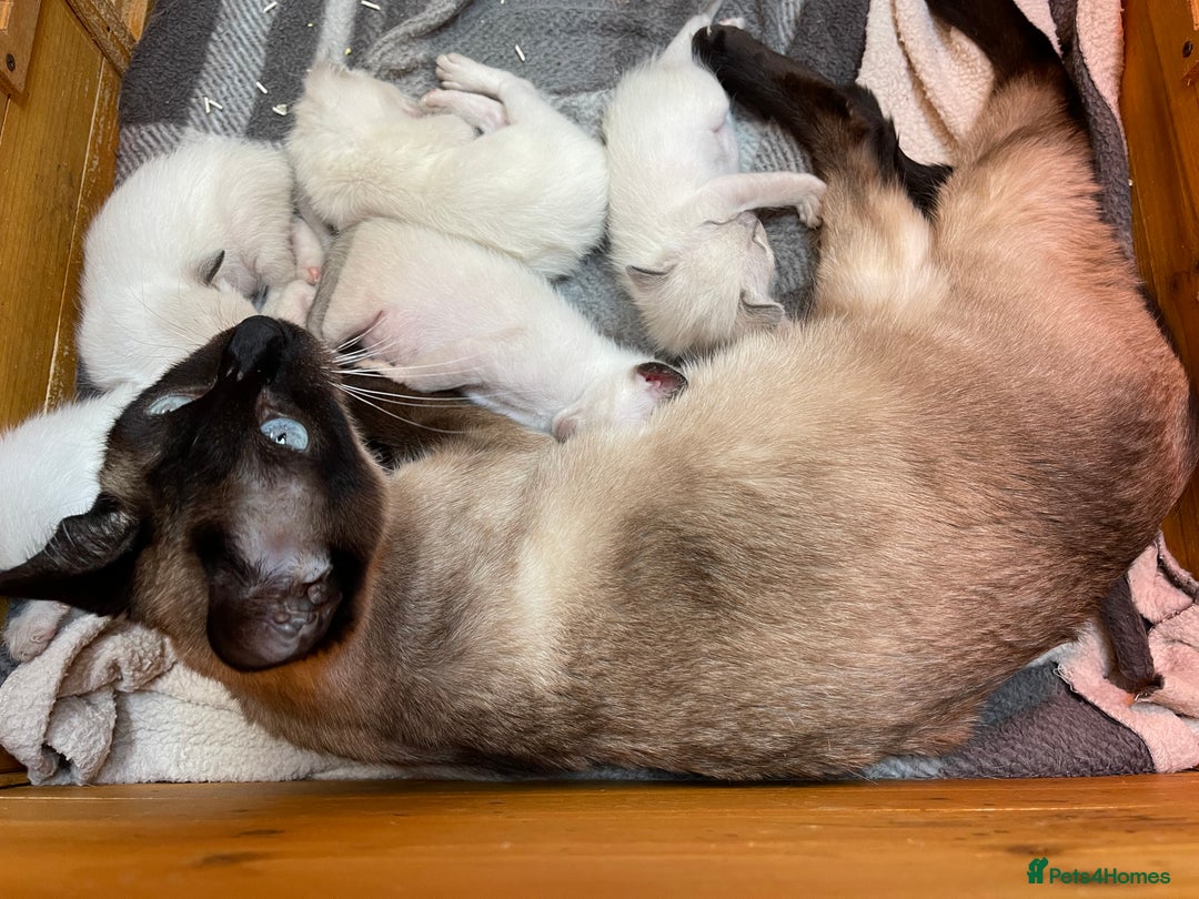 Siamese cats for sale: GCCF Registered Traditional Siamese Kittens  - Image 35