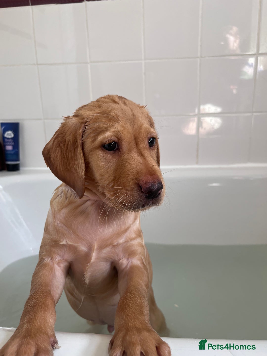 Labrador Retriever dogs for sale: Last Yellow Male available 19th Sept 2025 - Image 1