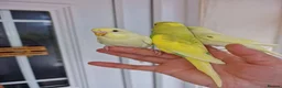 Budgerigars birds for sale: Super Silly hand tamed budgie - Advert 23