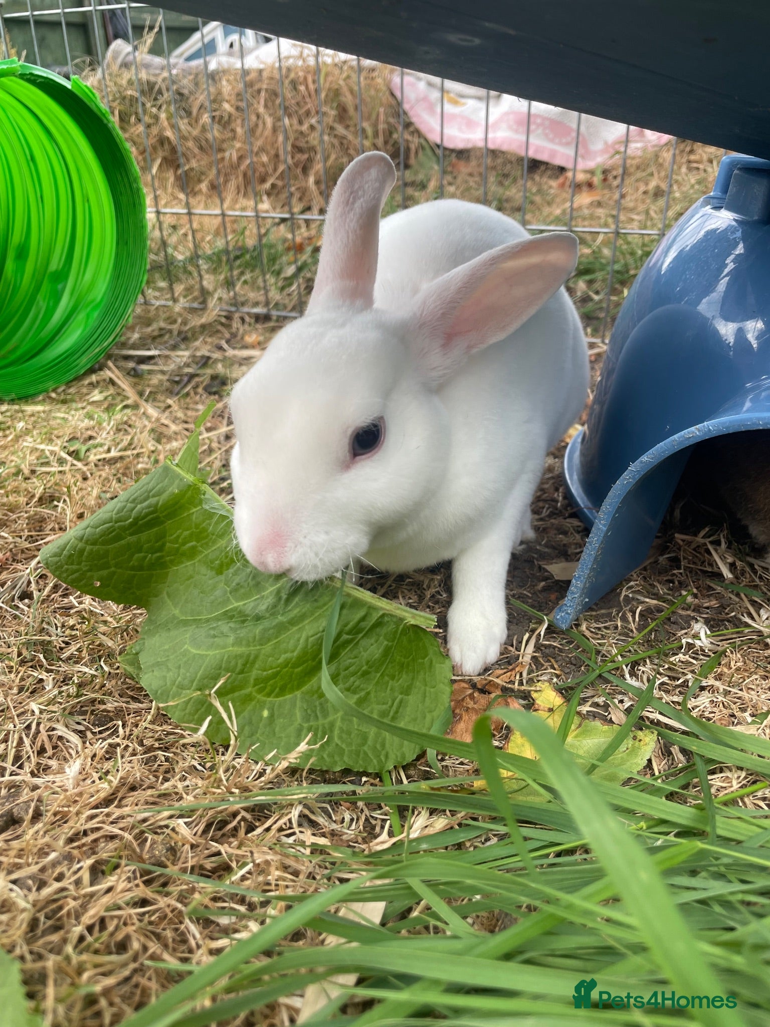 Rex rabbits Pure bred mini Rex 🐰  - Advert 5