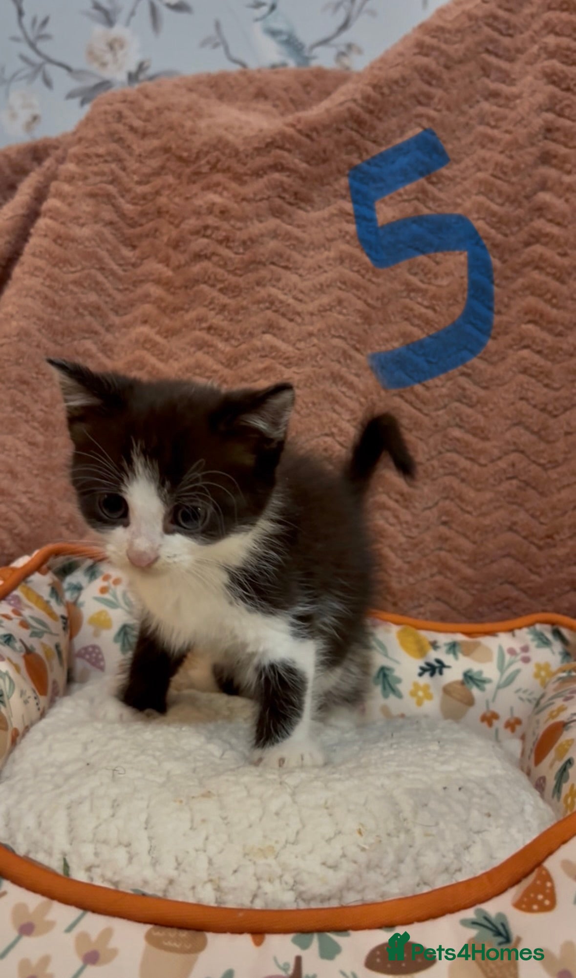 Mixed Breed cats for sale: 8 beautiful kittens ready for loving homes  - Advert 21