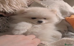 Pomeranian dogs for sale: ☁️OUTSTANDING QUALITY POM GIRL☁️ - Image 17