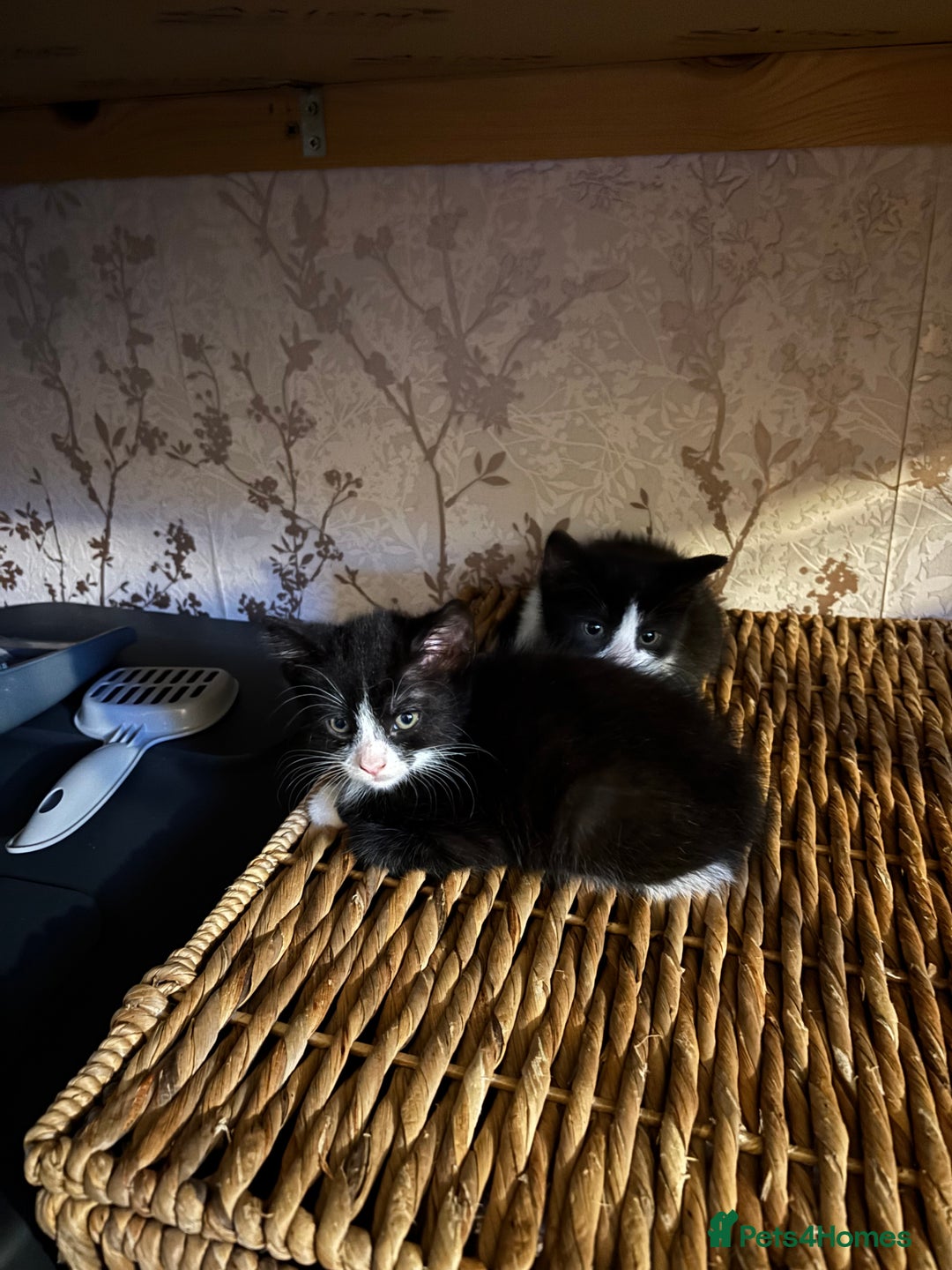 Mixed Breed cats for sale: READY NOW FOR THERE FOREVER HOMES - Image 17