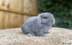 Mini Lop rabbits for sale: Baby Mini Lop Rabbits For Sale  - Image 3