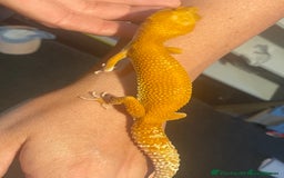 Leopard Gecko reptiles for sale: Sunglow female leopard gecko plus set up  in Barnstaple - Image 2