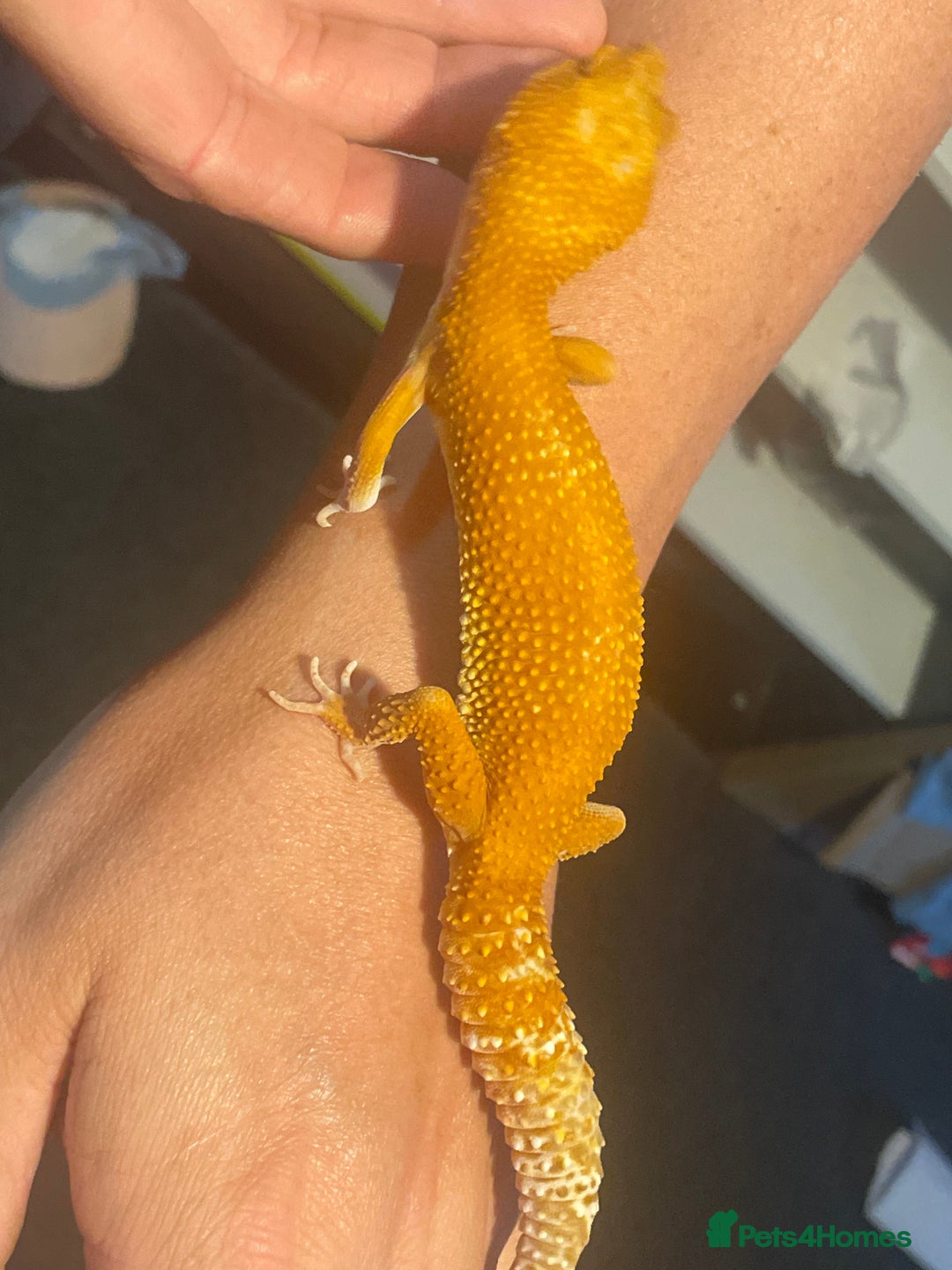Leopard Gecko reptiles for sale: Sunglow female leopard gecko plus set up  in Barnstaple - Image 2