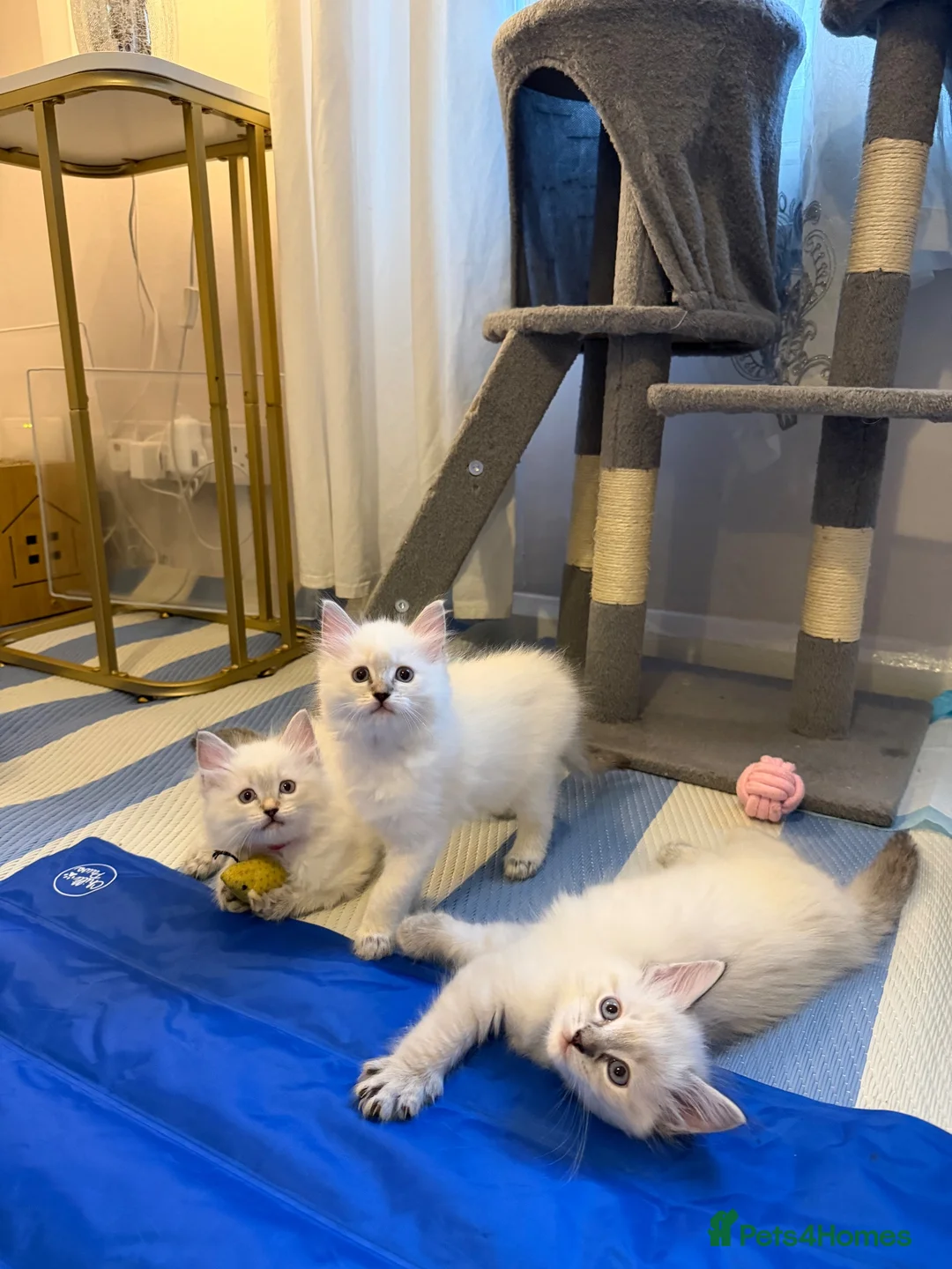 Ragdoll cats for sale: ✨Ragdoll Kittens for Sale - Advert 1