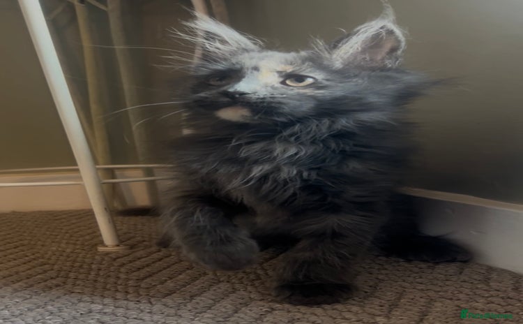 Maine Coon cats - Advert 2