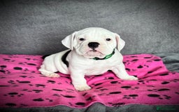 Old Tyme Bulldog dogs for sale: 🩷🩷Old Tyme Bulldog Puppies🩷🩷 - Image 6